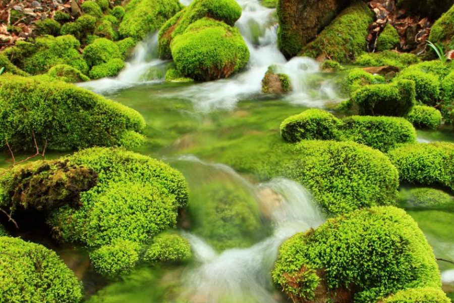 moss-growing-on-stones-in-a-stream